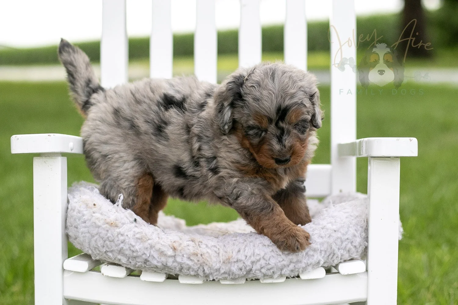 Marrila Cuthbert Bernedoodle Puppy-957.jpg