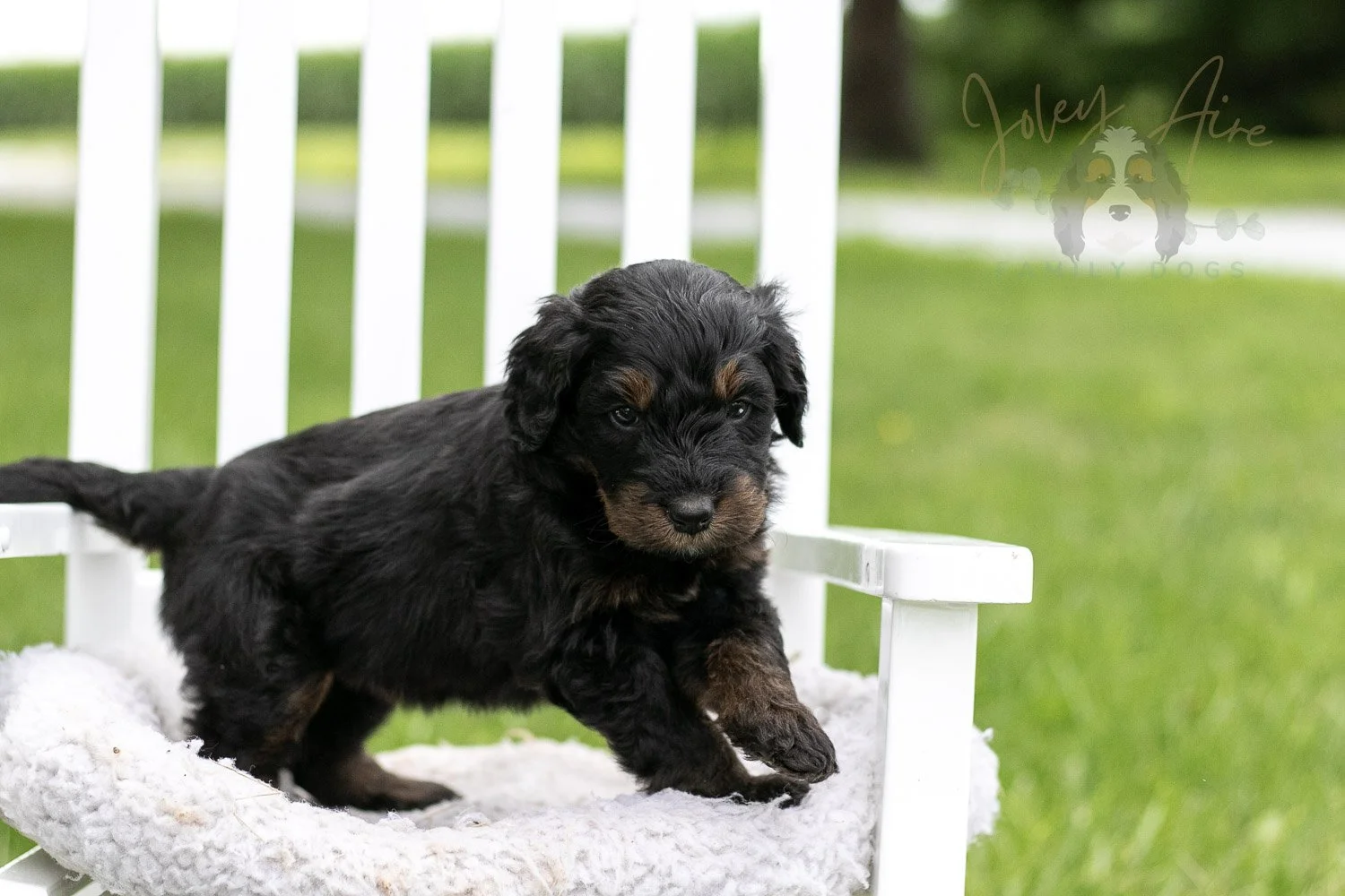 Olympic Bernedoodle Puppy-859.jpg