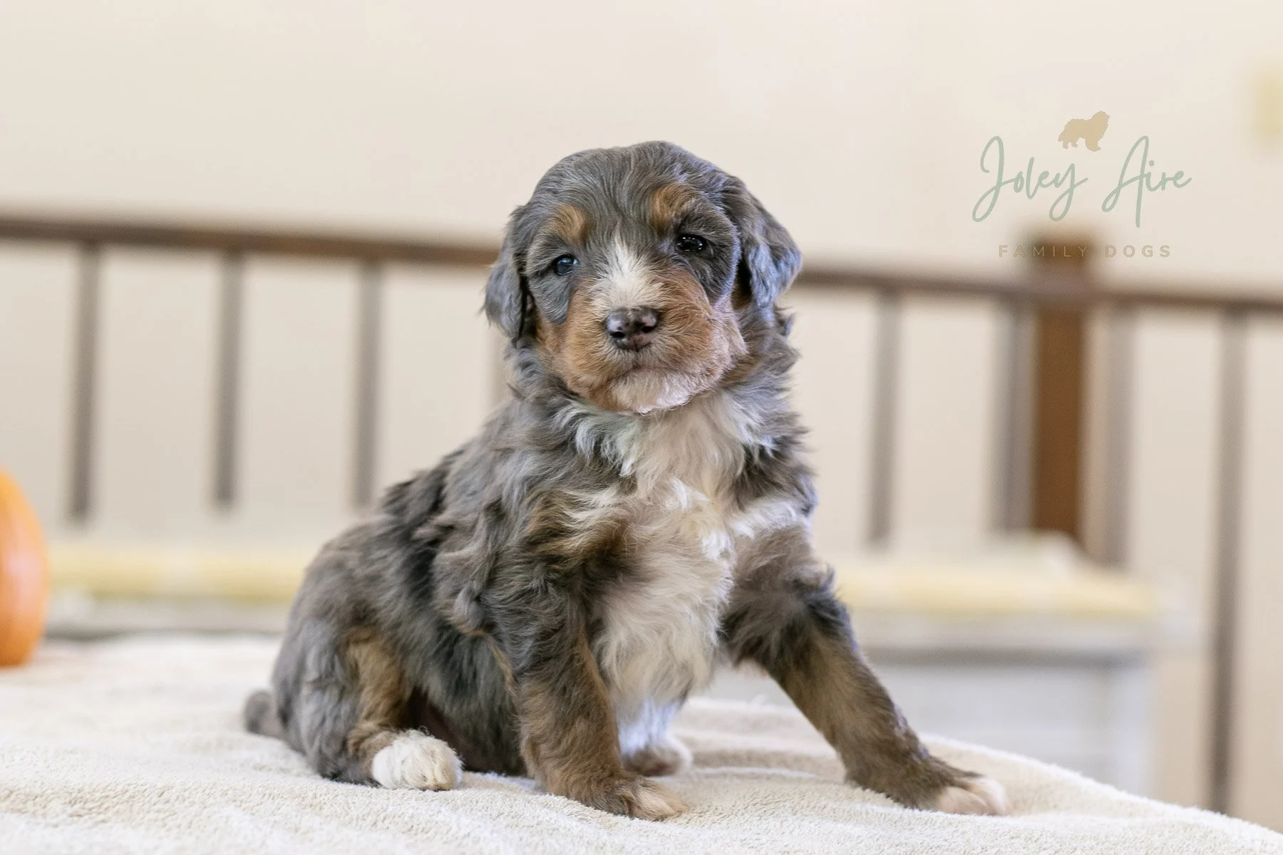 Turnip – Tri-Color Merle Standard Bernedoodle Male