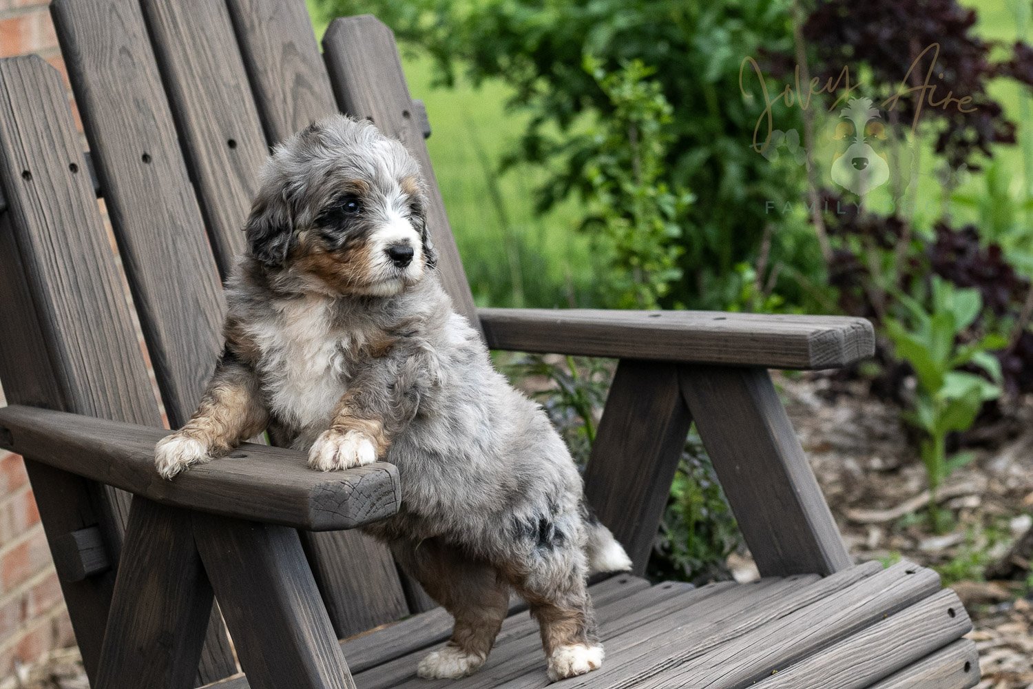 Drum Bernedoodle Puppy-12.jpg