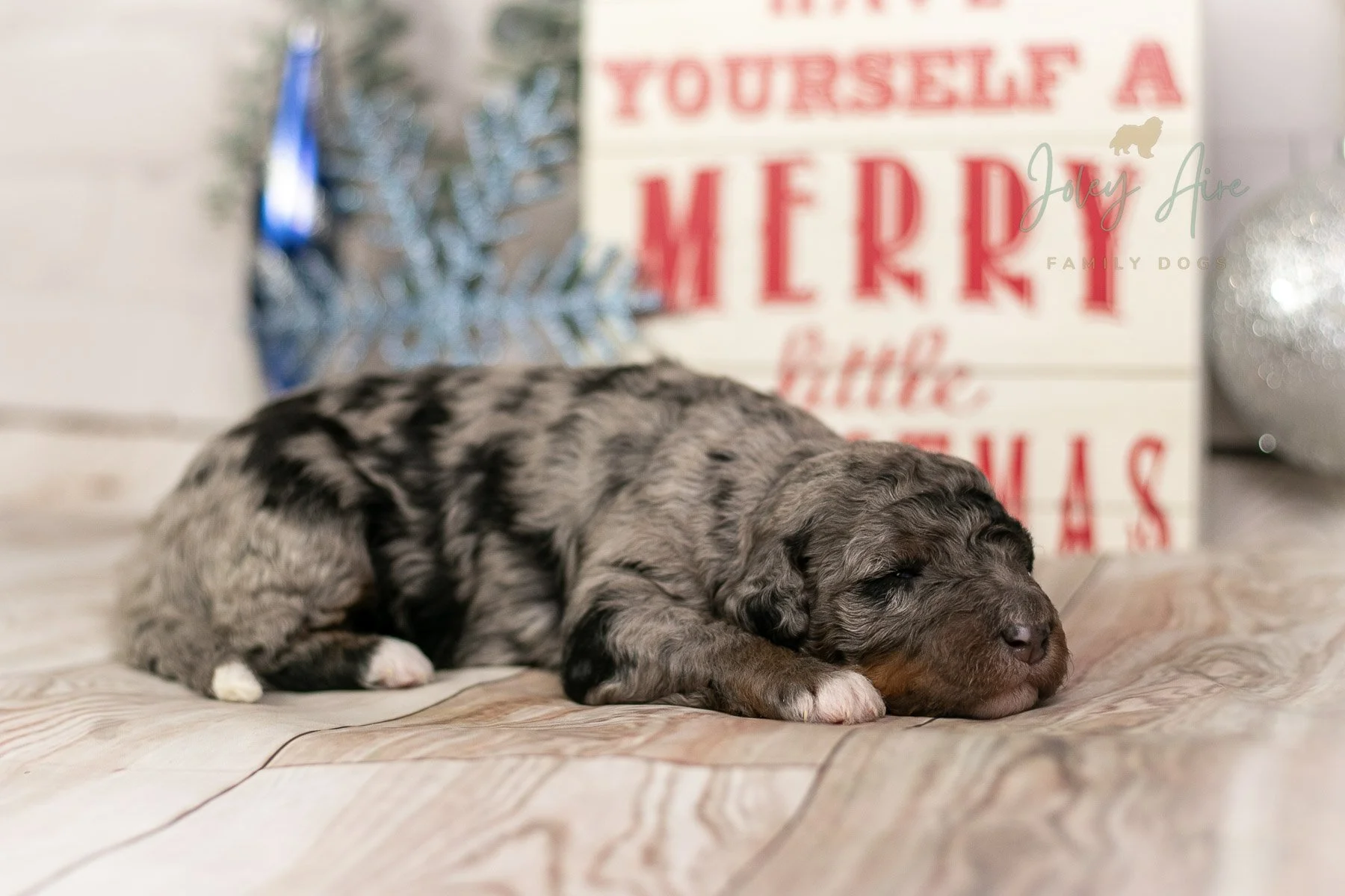 Eowyn - Phantom Merle Bernedoodle Puppy