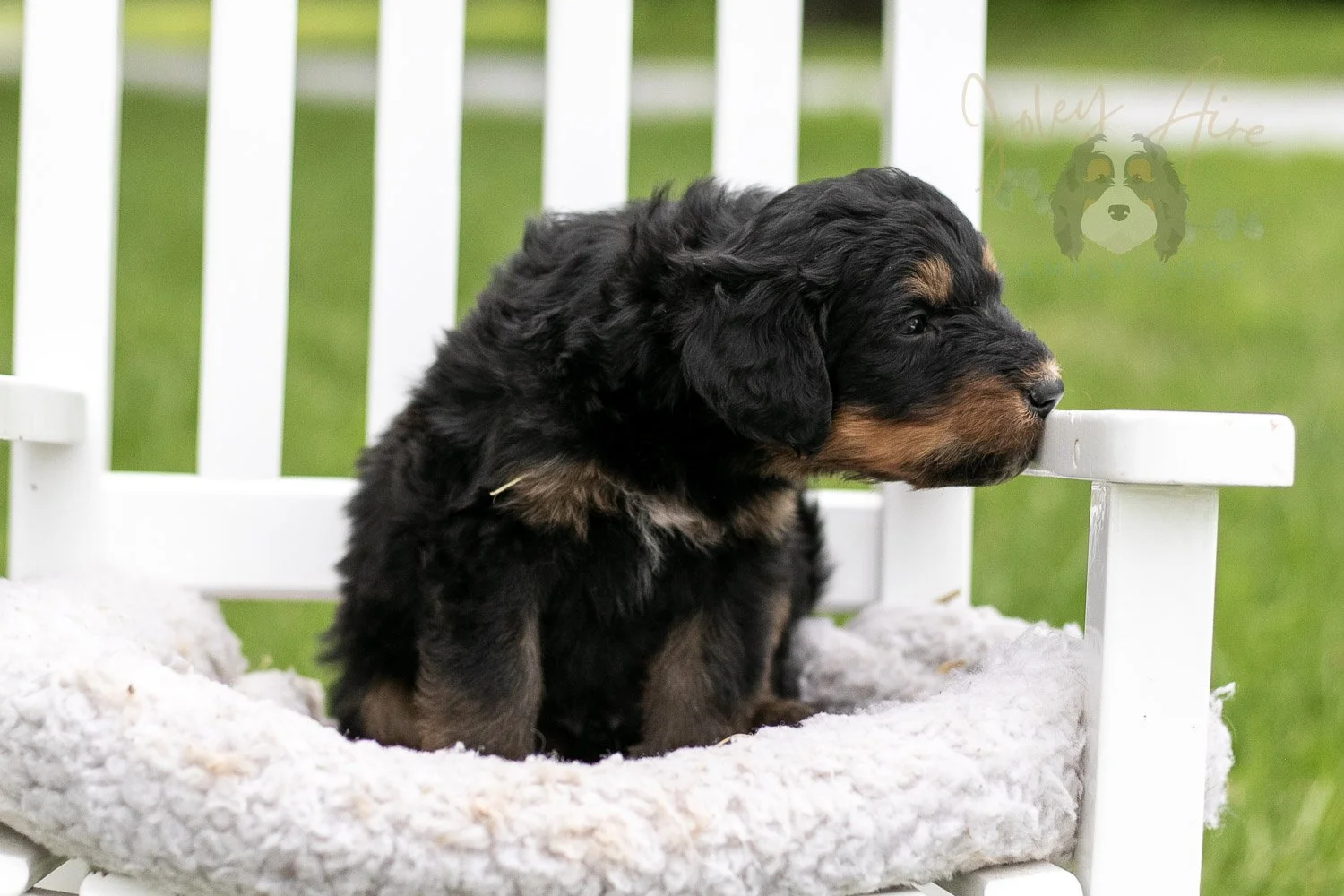 Gilbert Bernedoodle Puppy-864.jpg