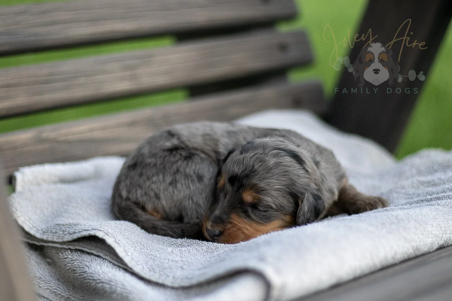 Josie Pye Bernedoodle Puppy-02.jpg