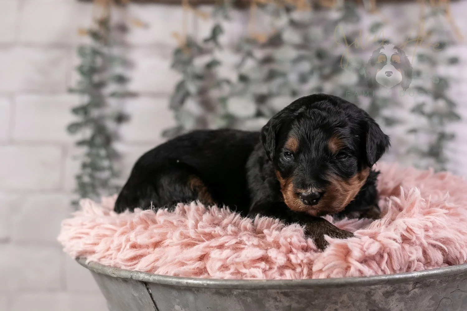 Banjo Bernedoodle Puppy-19.jpg