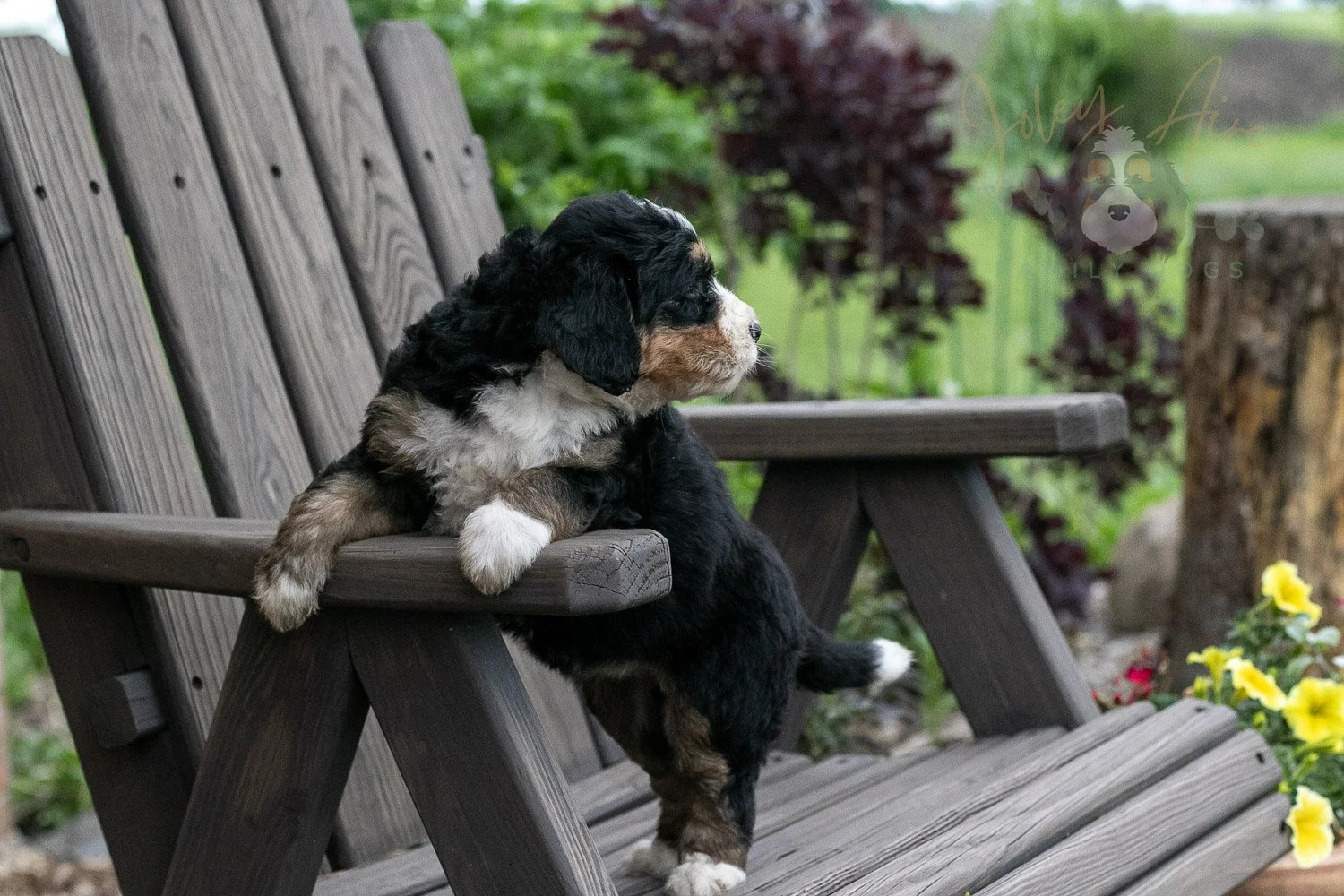 Trumpet Bernedoodle Puppy-12.jpg
