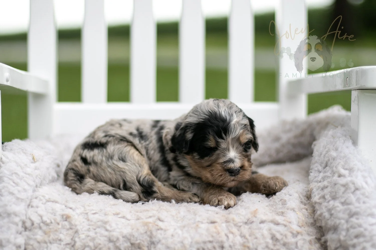 Frida Kahlo Bernedoodle Puppy-724.jpg