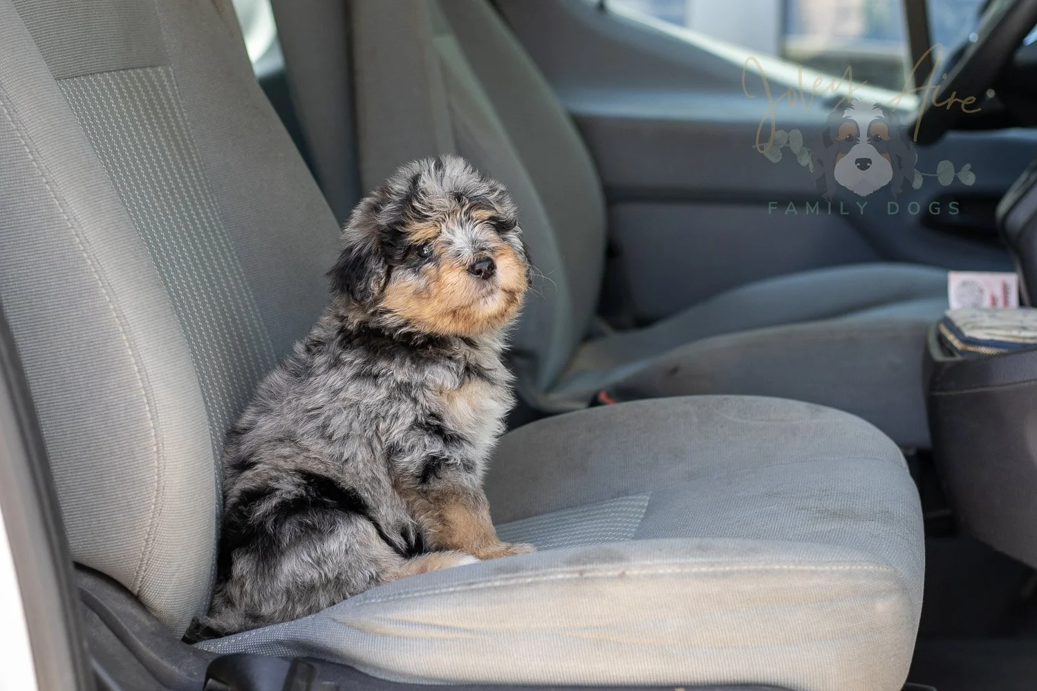 Mary Bernedoodle Puppy-318.jpg