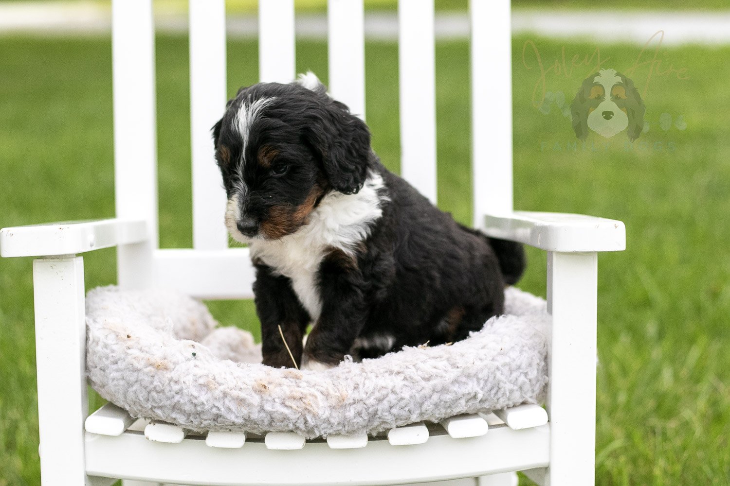 Yosemite Bernedoodle Puppy-969.jpg