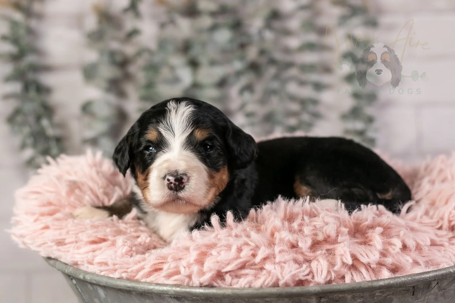 Trumpet Bernedoodle Puppy-32.jpg