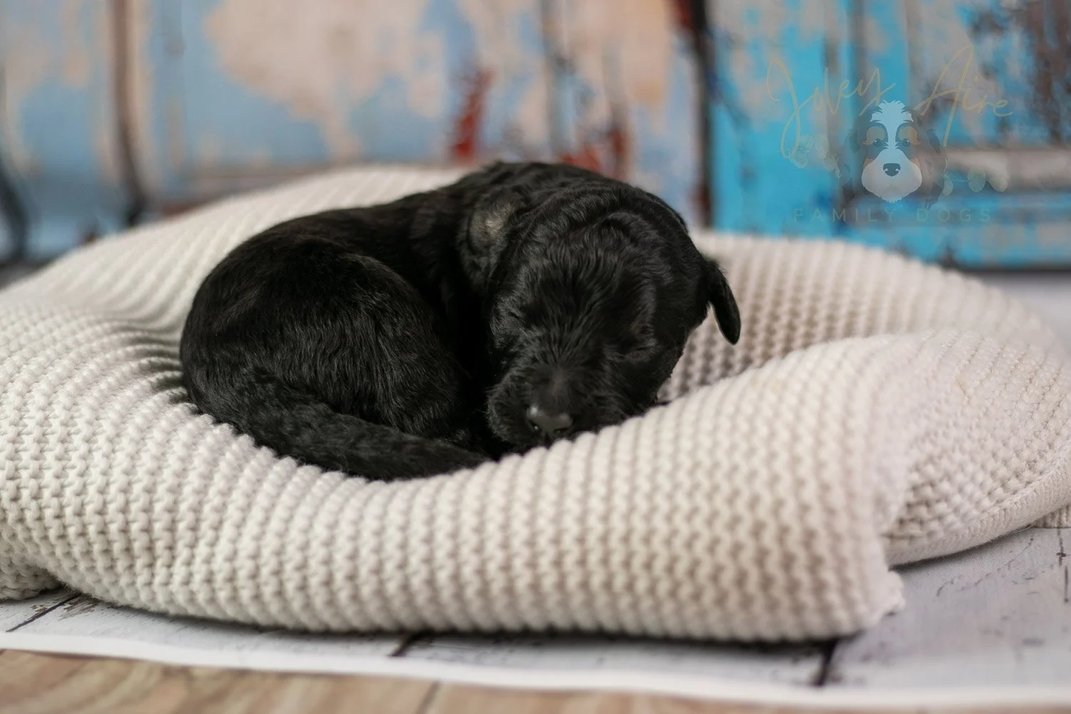 Andy Warhol Bernedoodle Puppy-213.jpg