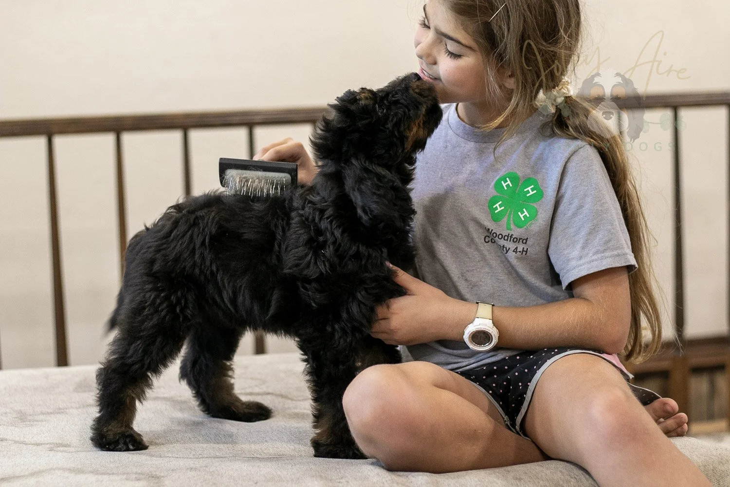 Olympic Bernedoodle Puppy-463.jpg