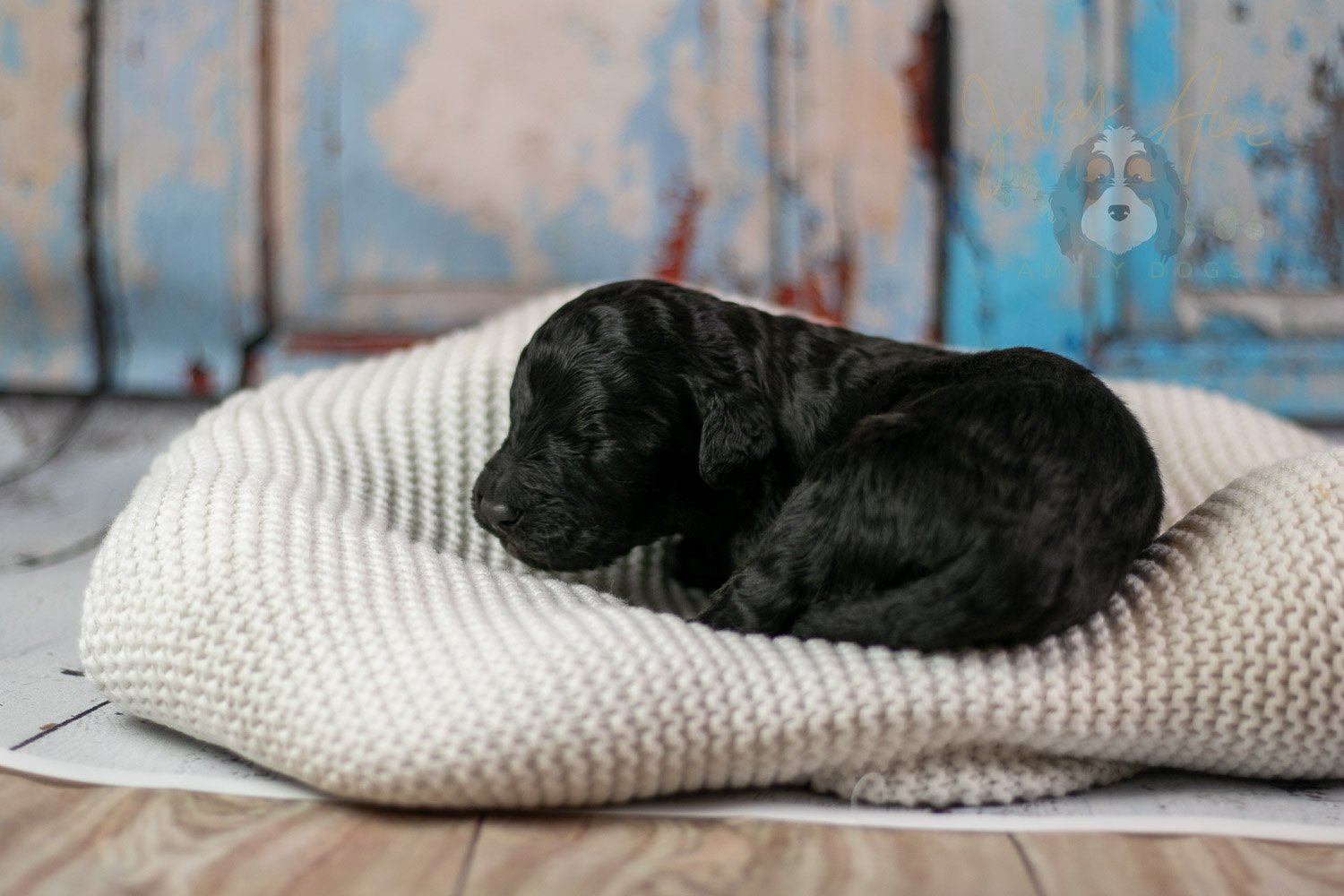 Andy Warhol Bernedoodle Puppy-208.jpg