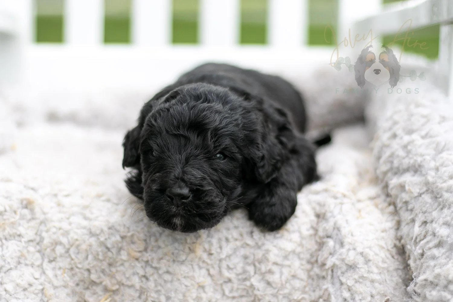 Claude Monet Bernedoodle Puppy-753.jpg