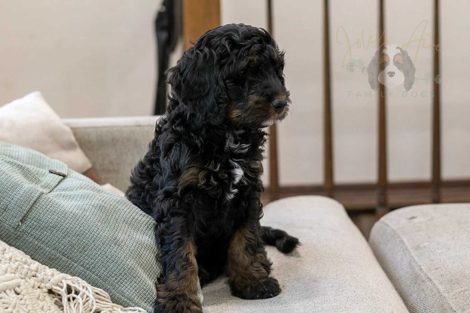 Denali Bernedoodle Puppy-552.jpg