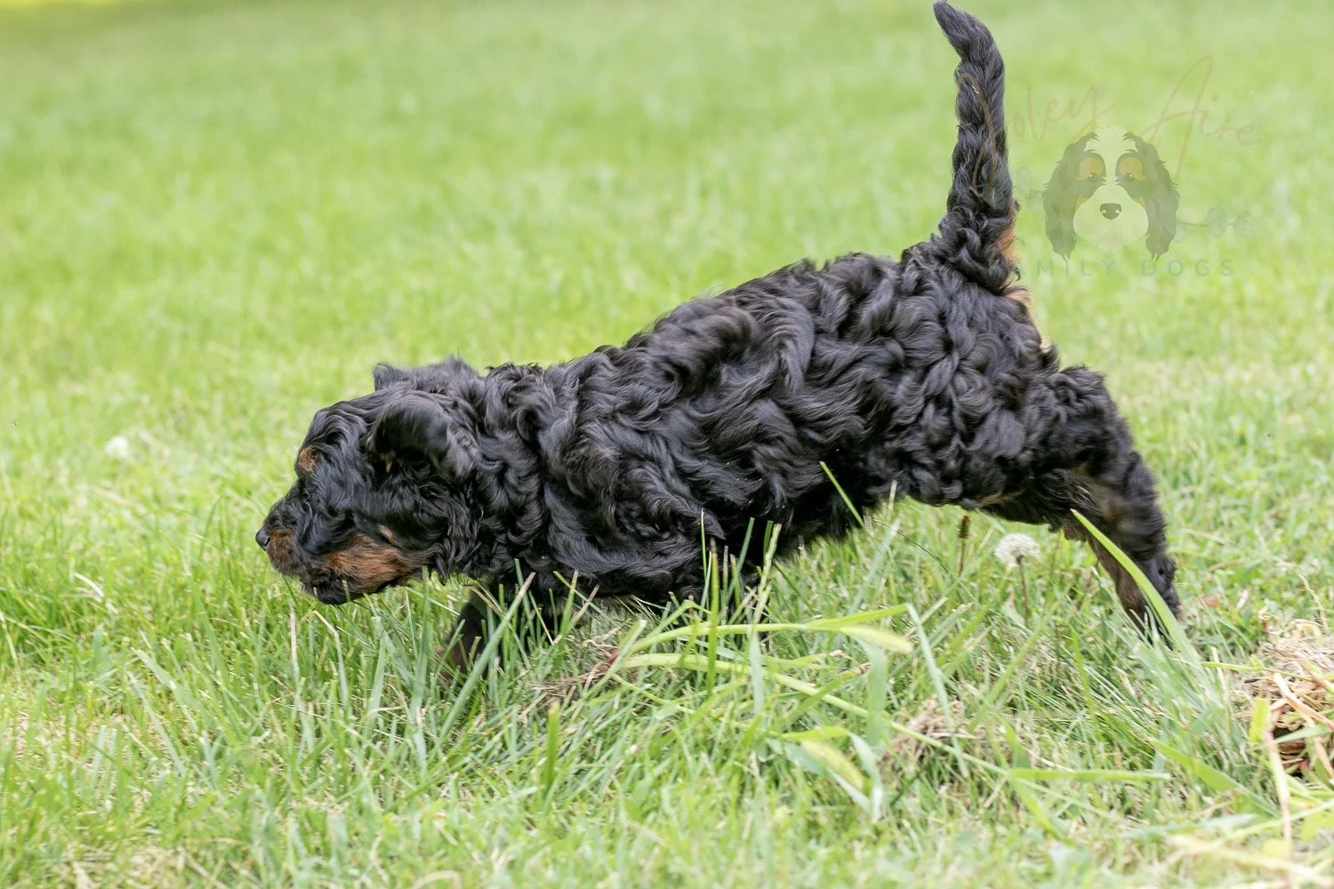 Denali Bernedoodle Puppy-94.jpg