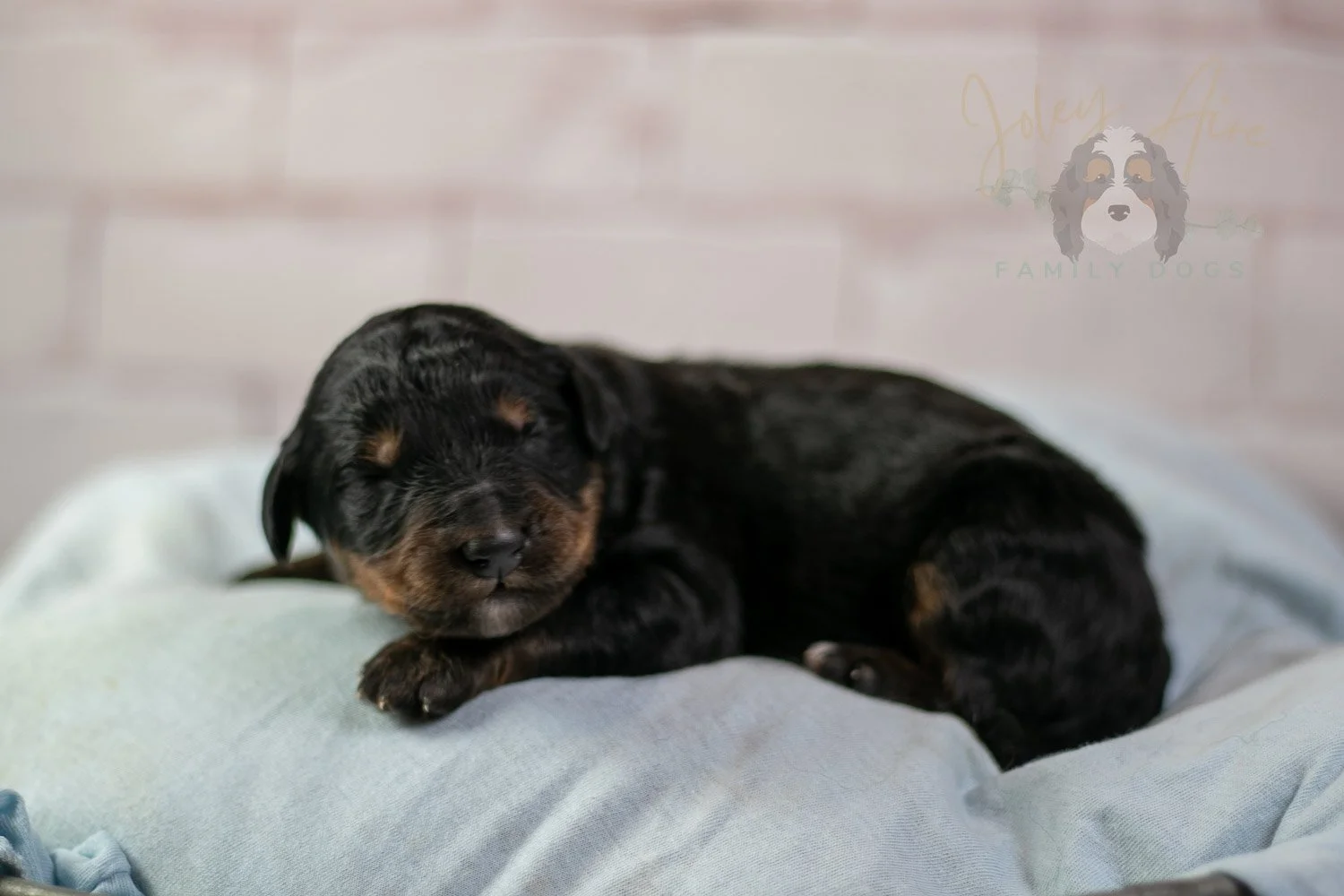 Gilbert Bernedoodle Puppy-097.jpg
