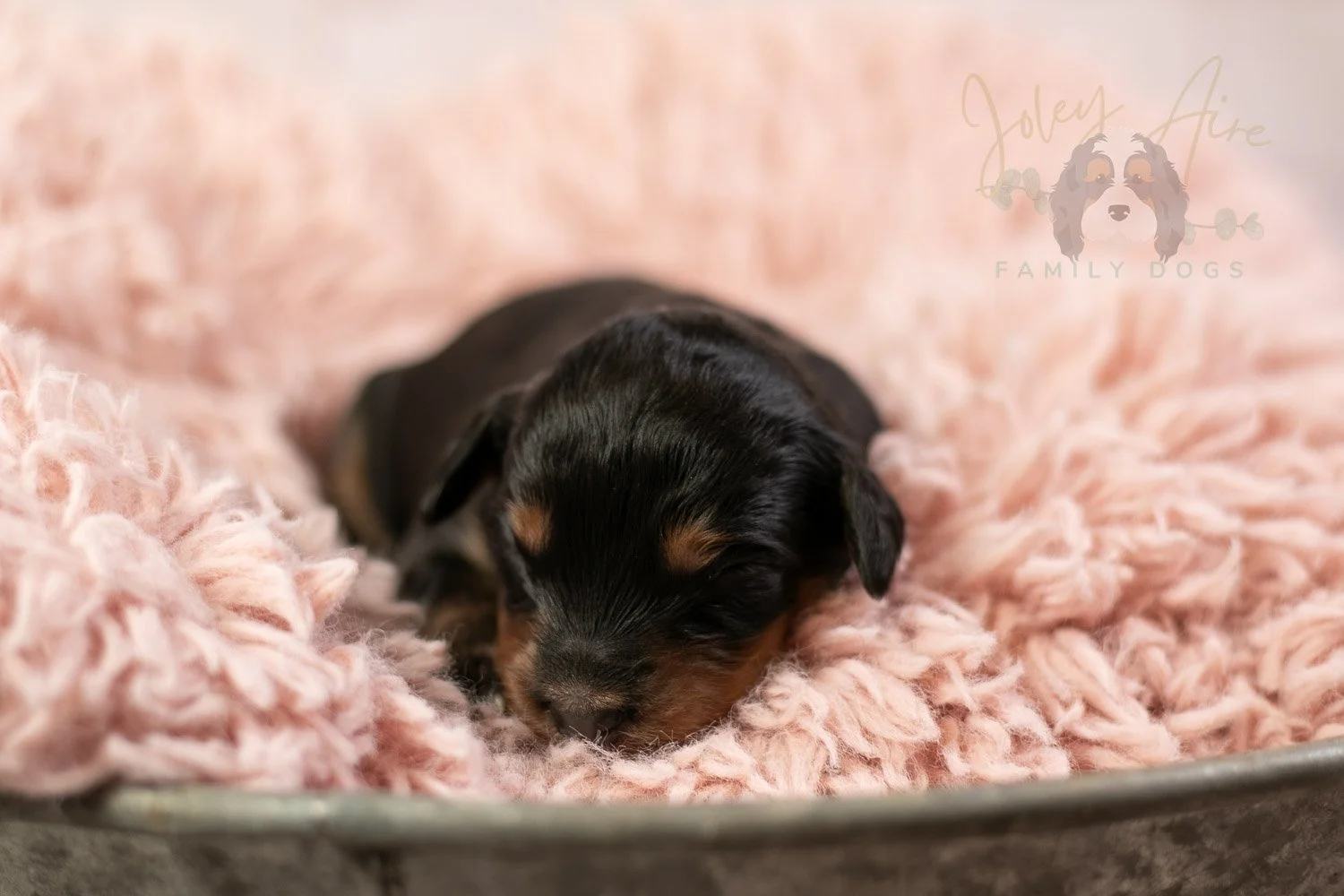 Mini Mae Bernedoodle Puppy-07.jpg
