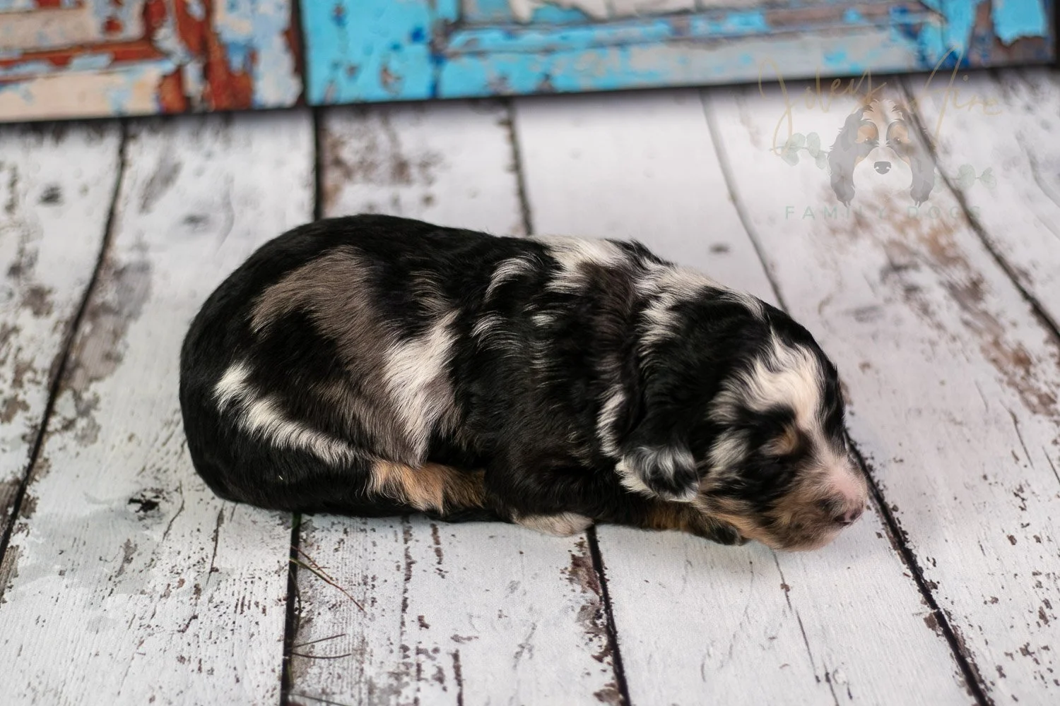 Artemisia Bernedoodle Puppy-290.jpg