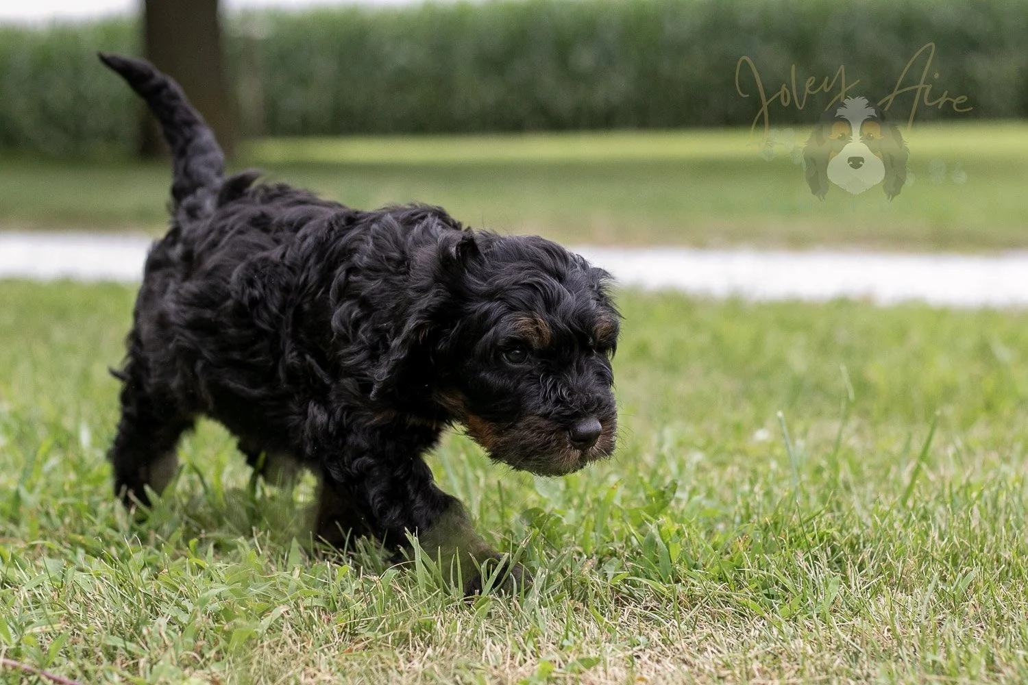 Acadia Bernedoodle Puppy-91.jpg