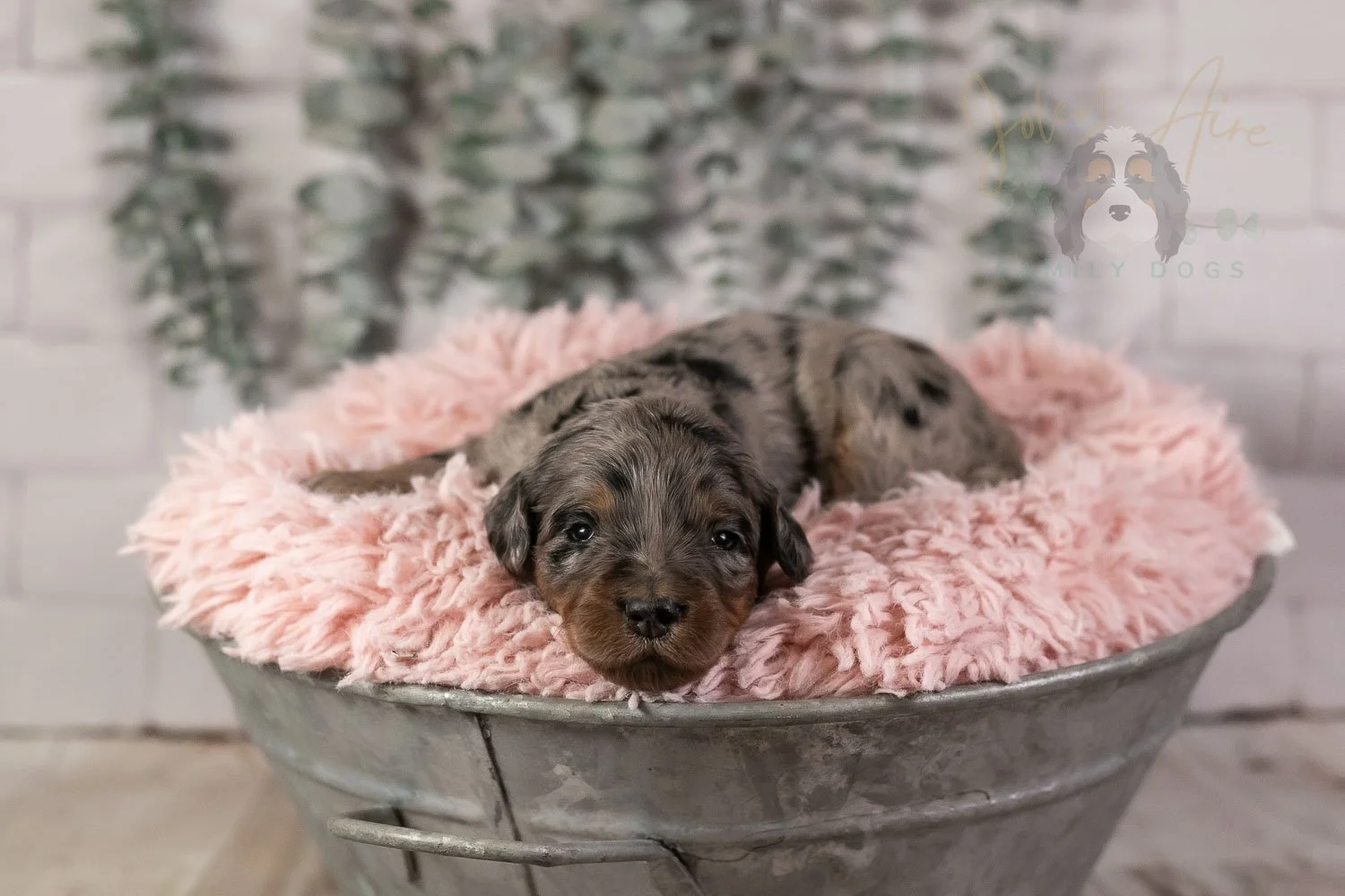Ukelele Bernedoodle Puppy-1.jpg