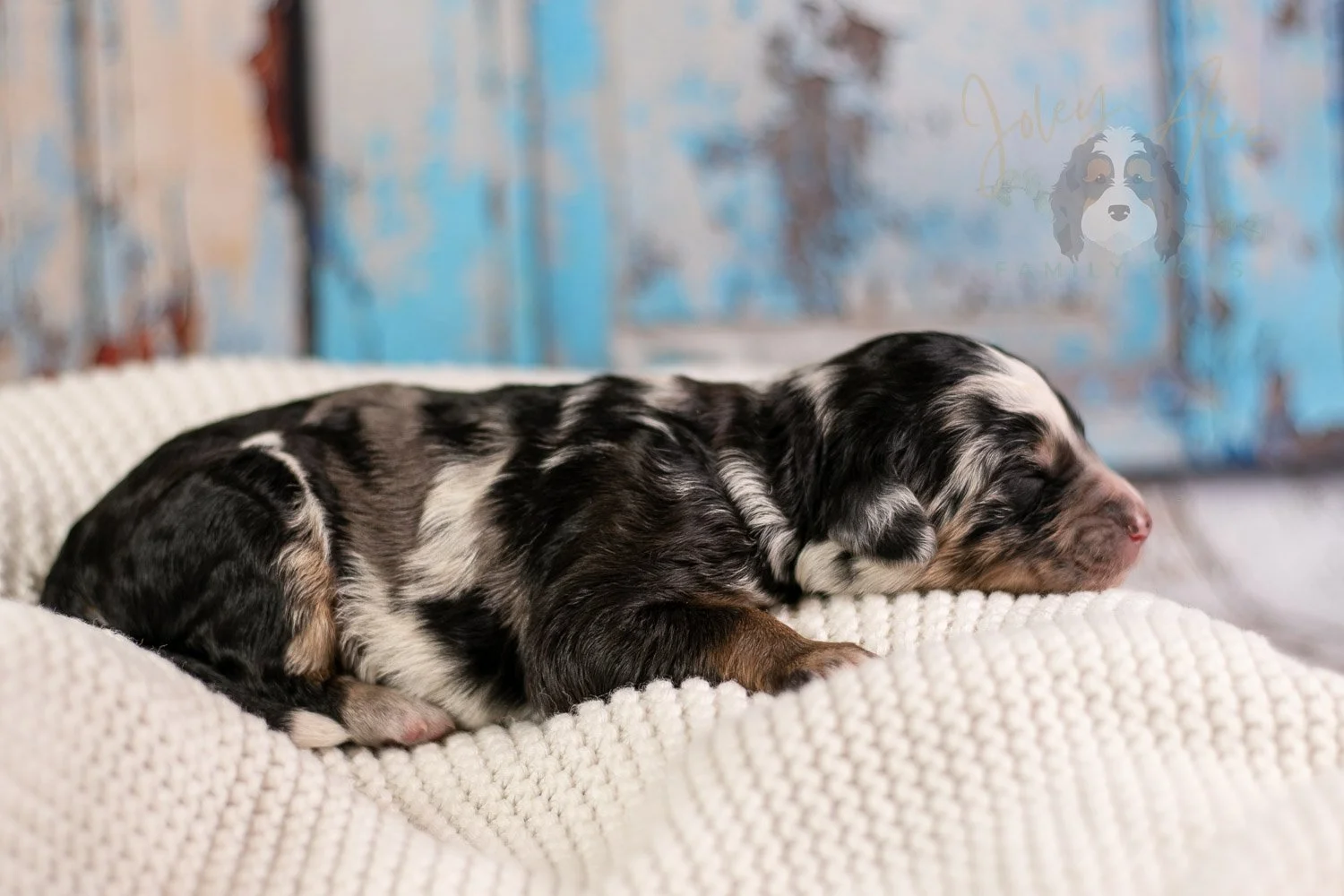 Artemisia Bernedoodle Puppy-152.jpg