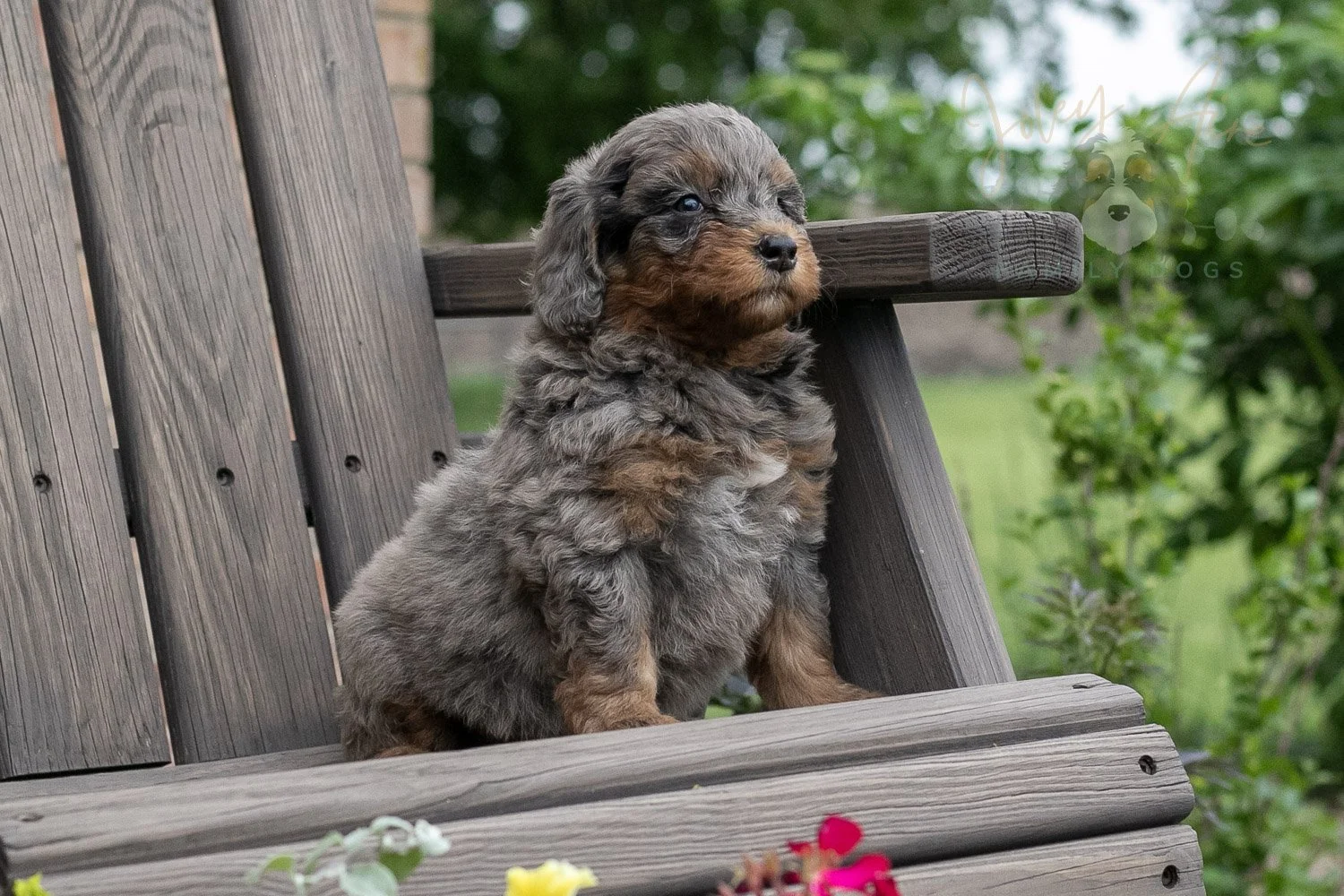 Flute Bernedoodle Puppy-13.jpg