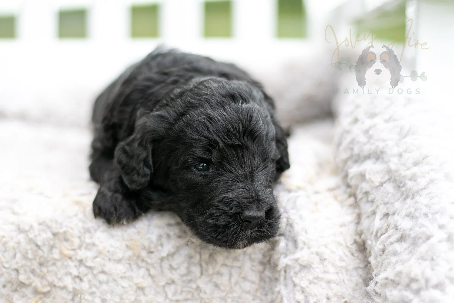 Claude Monet Bernedoodle Puppy-757.jpg