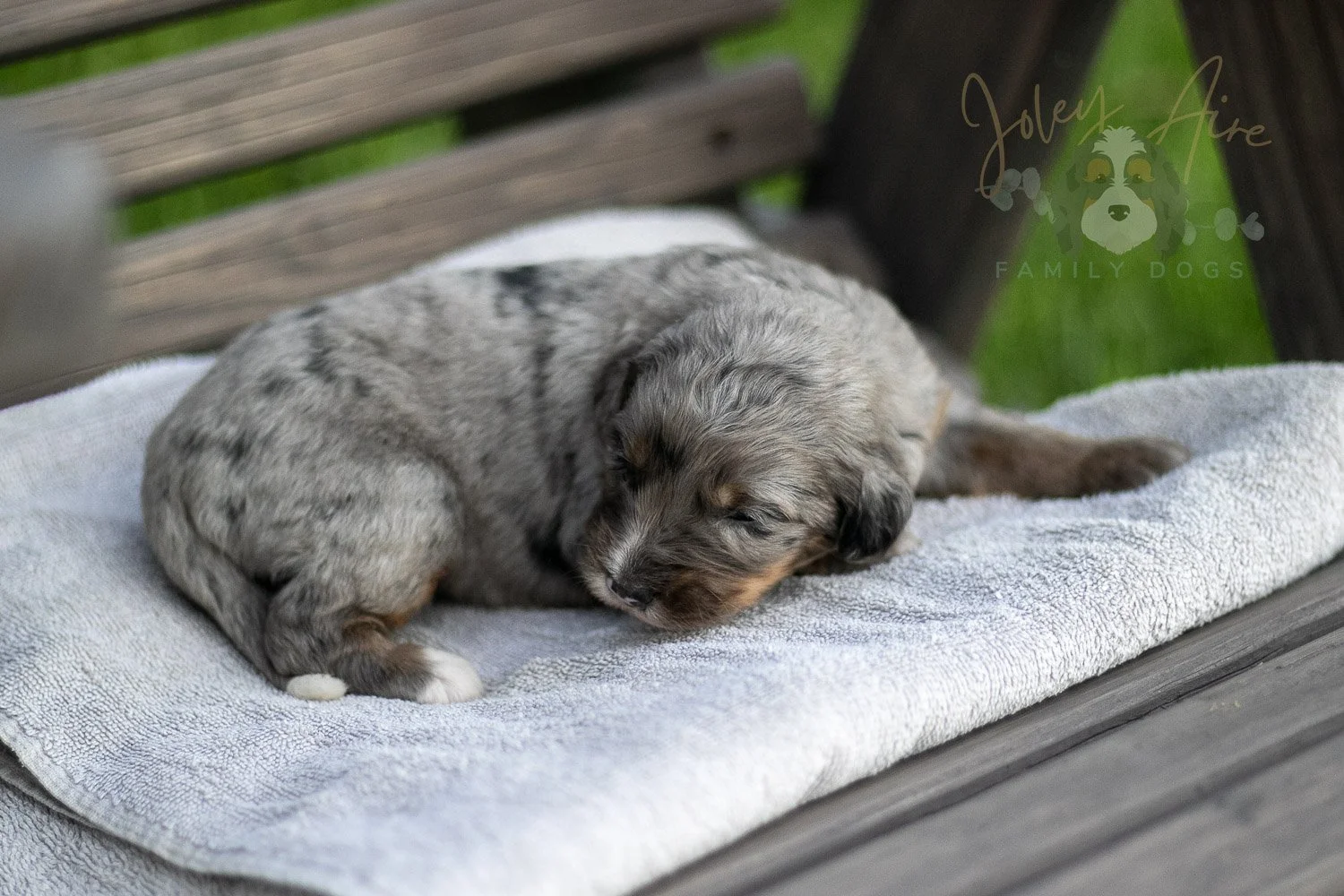 Matthew Cuthbert Bernedoodle Puppy-30.jpg
