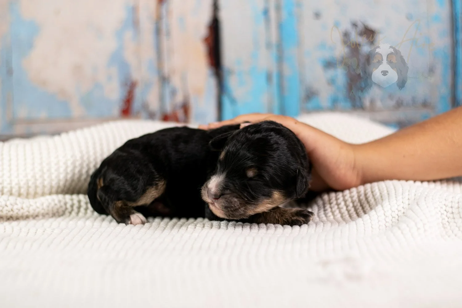 Da Vinci Bernedoodle Puppy-110.jpg