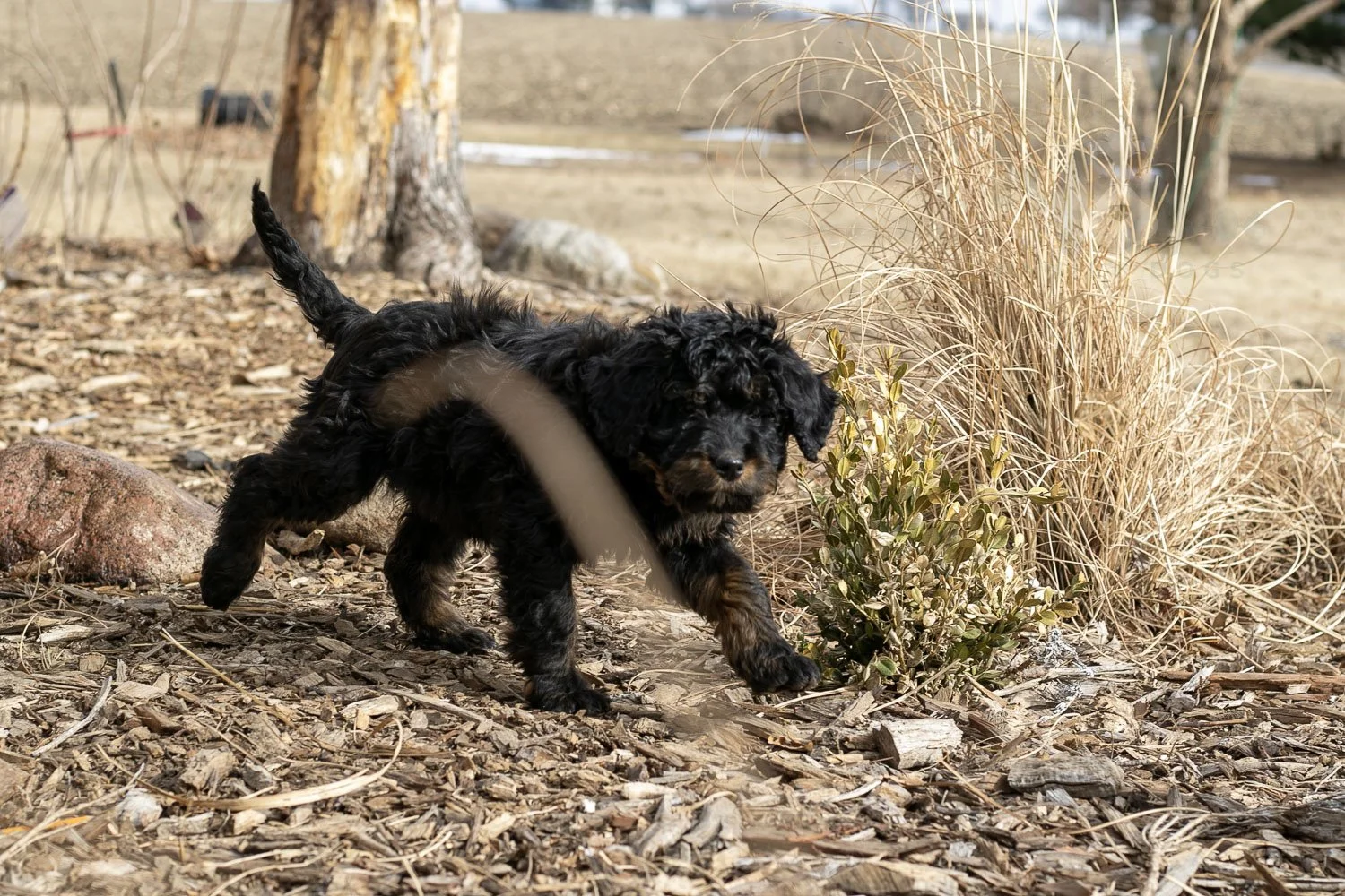 Aurora Bernedoodle Puppy-05.jpg