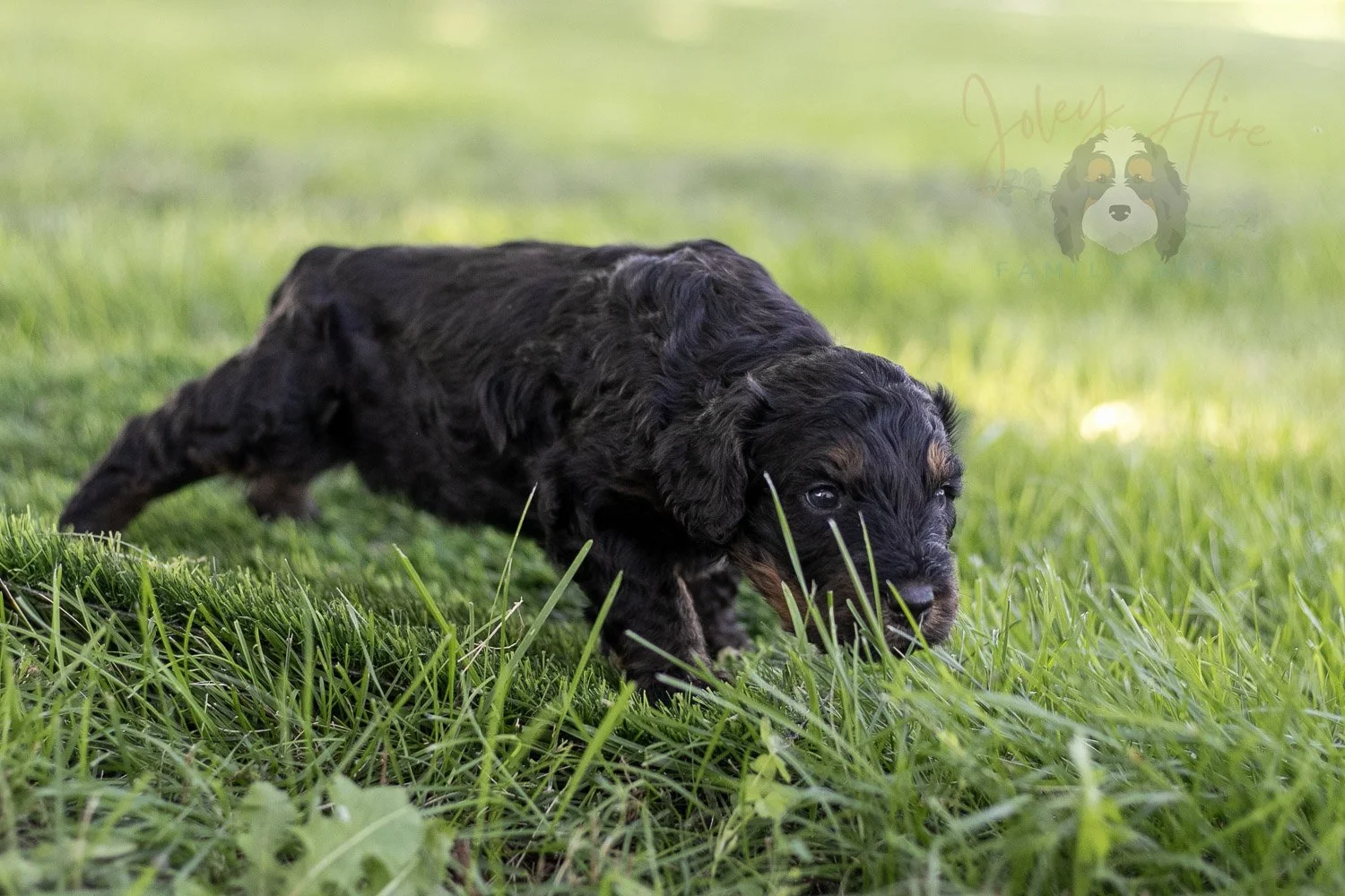 Bryce Bernedoodle Puppy-403.jpg