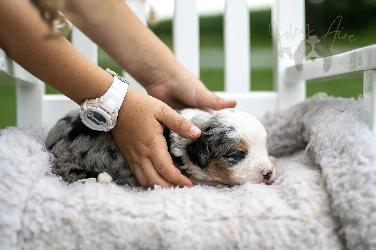 Pablo Picasso Bernedoodle Puppy-706.jpg