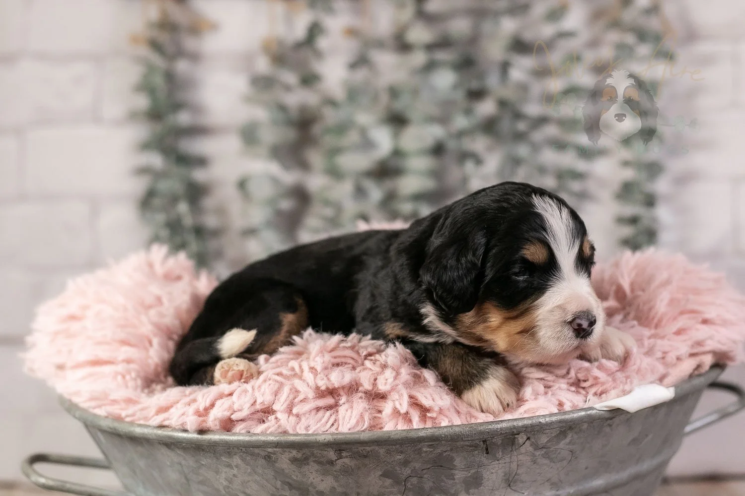 Trumpet Bernedoodle Puppy-21.jpg