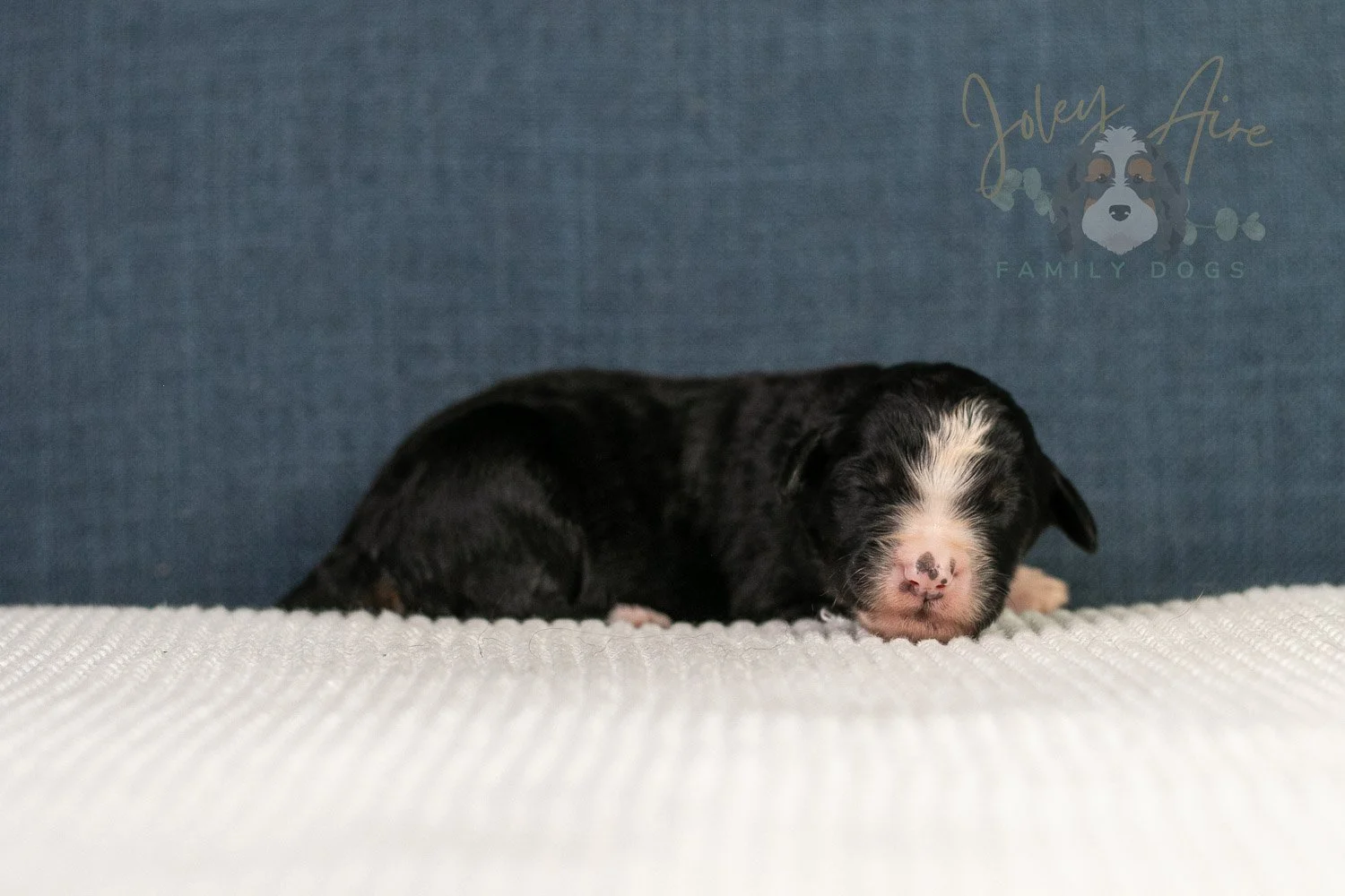April Bernedoodle Puppy-03.jpg