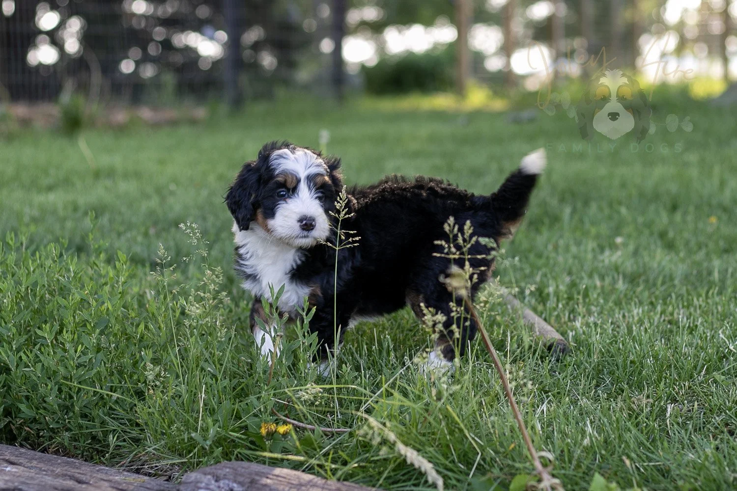 Harmonica Bernedoodle Puppy-9.jpg