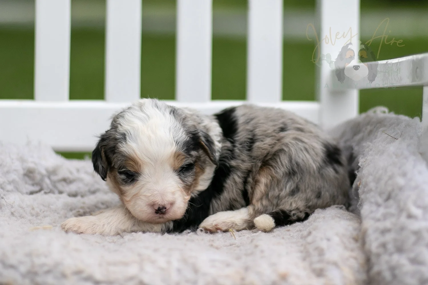 Pablo Picasso Bernedoodle Puppy-701.jpg
