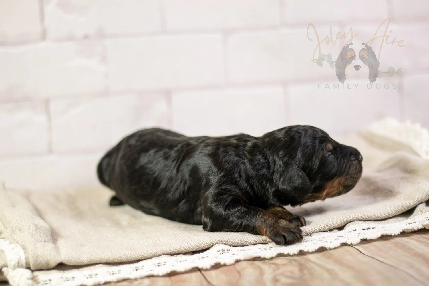 Acadia Bernedoodle Puppy-143.jpg