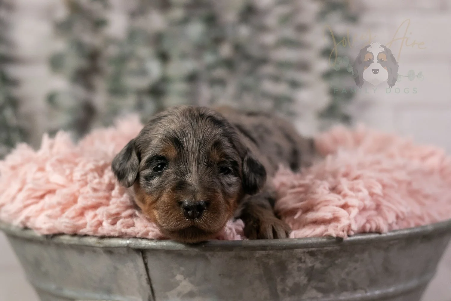 Ukelele Bernedoodle Puppy-14.jpg