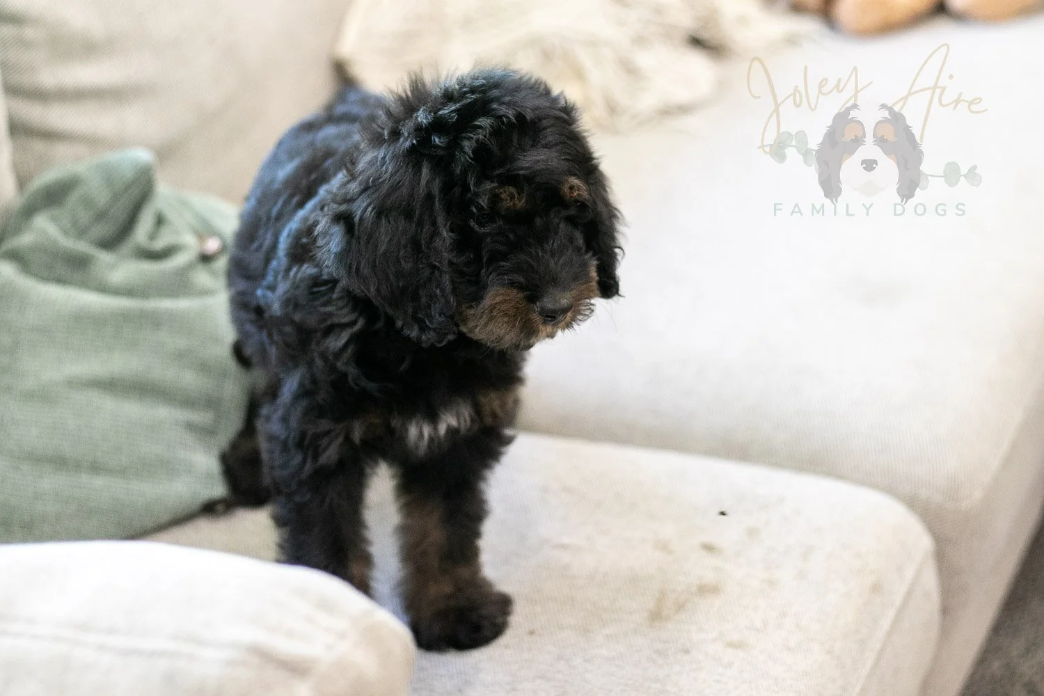 Olympic Bernedoodle Puppy-459.jpg