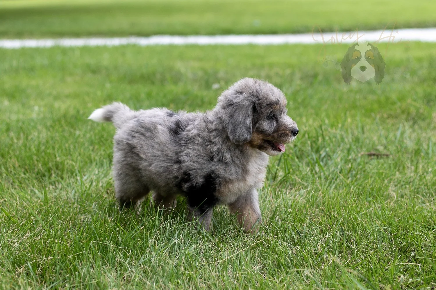Matthew Bernedoodle Puppy-58.jpg