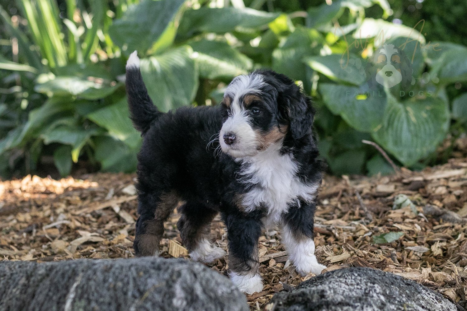Harmonica Bernedoodle Puppy-19.jpg