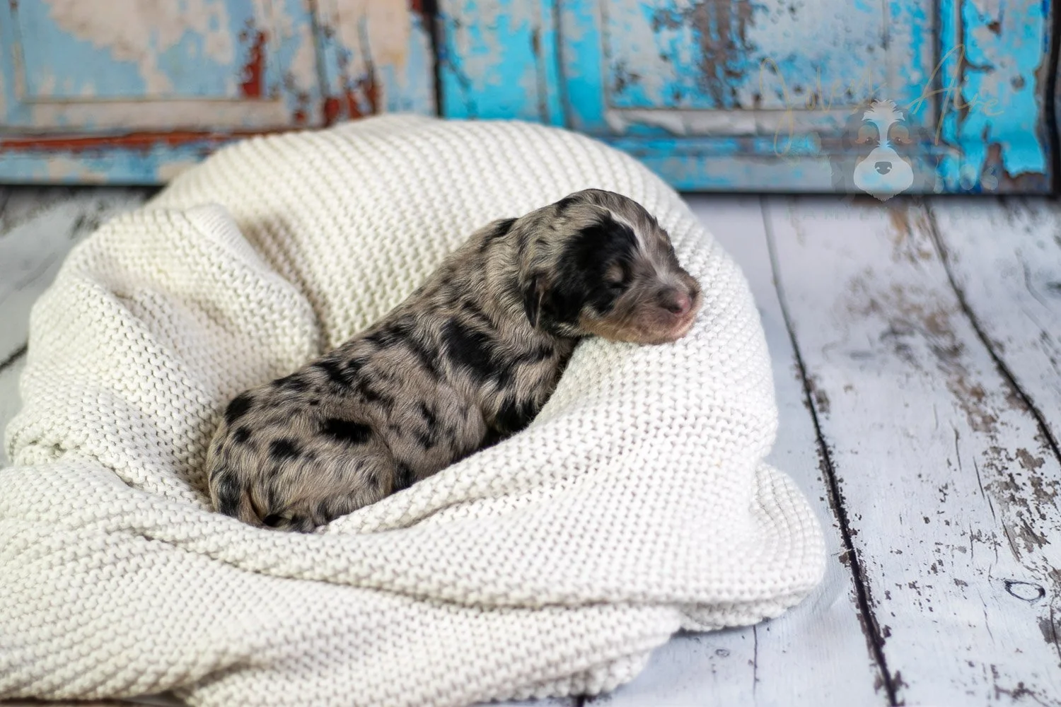 Frida Kahlo Bernedoodle Puppy-16.jpg