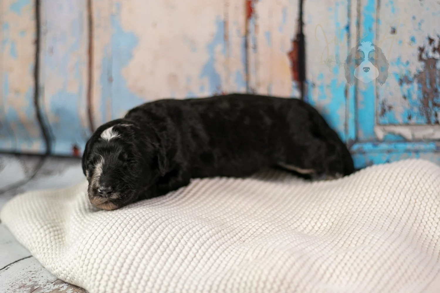 Bob Ross Bernedoodle Puppy-304.jpg