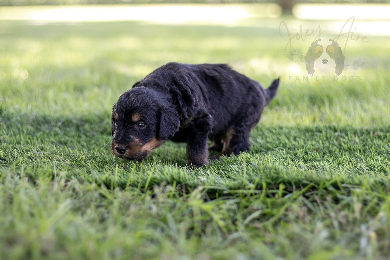 Gilbert Blythe Bernedoodle Puppy-579.jpg