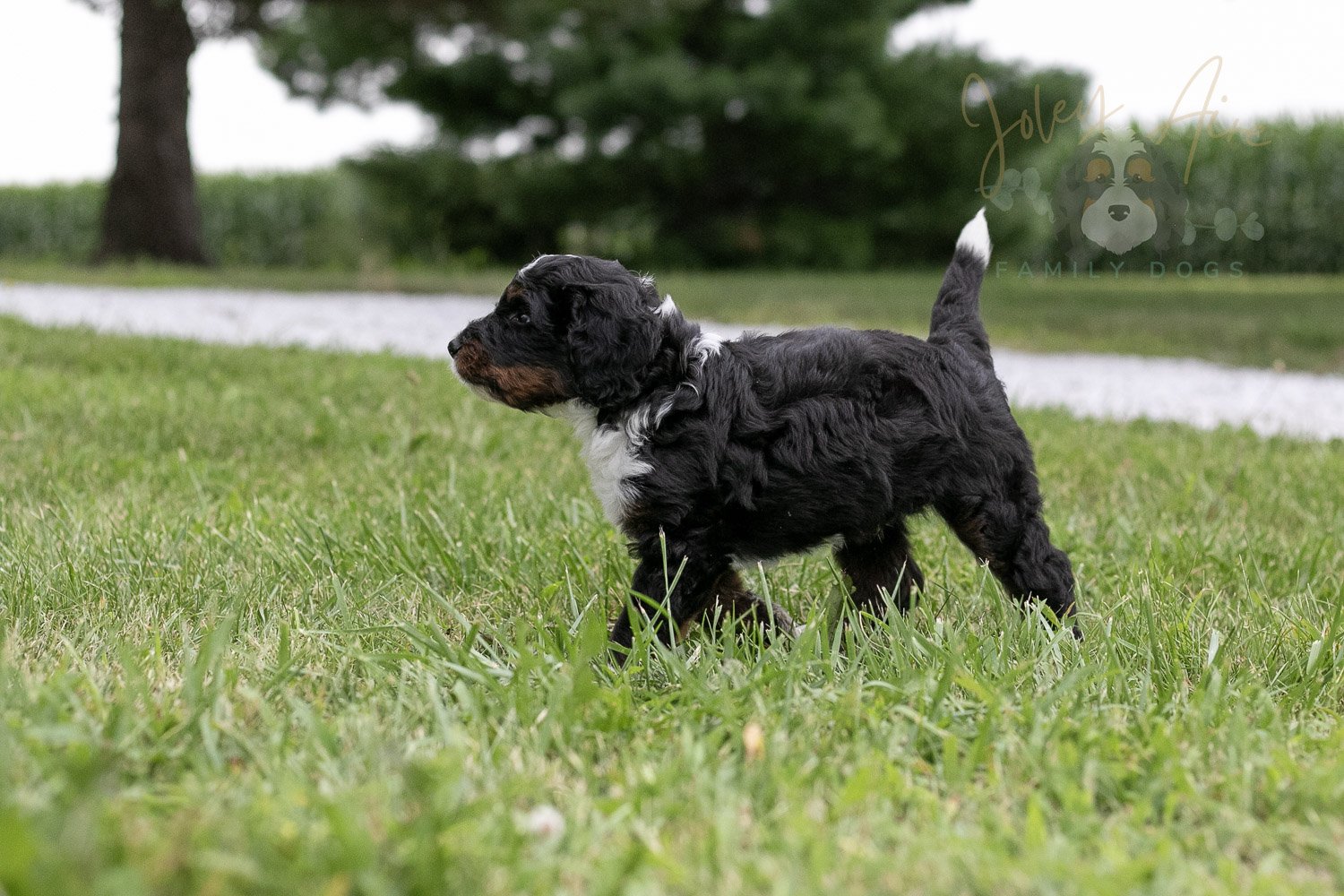 Yosemite Bernedoodle Puppy-09.jpg