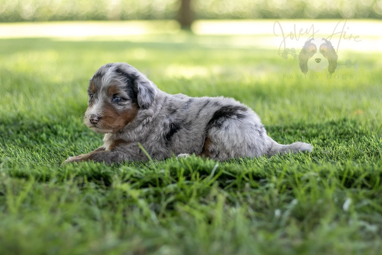 Rachel Lynde Bernedoodle Puppy-547.jpg
