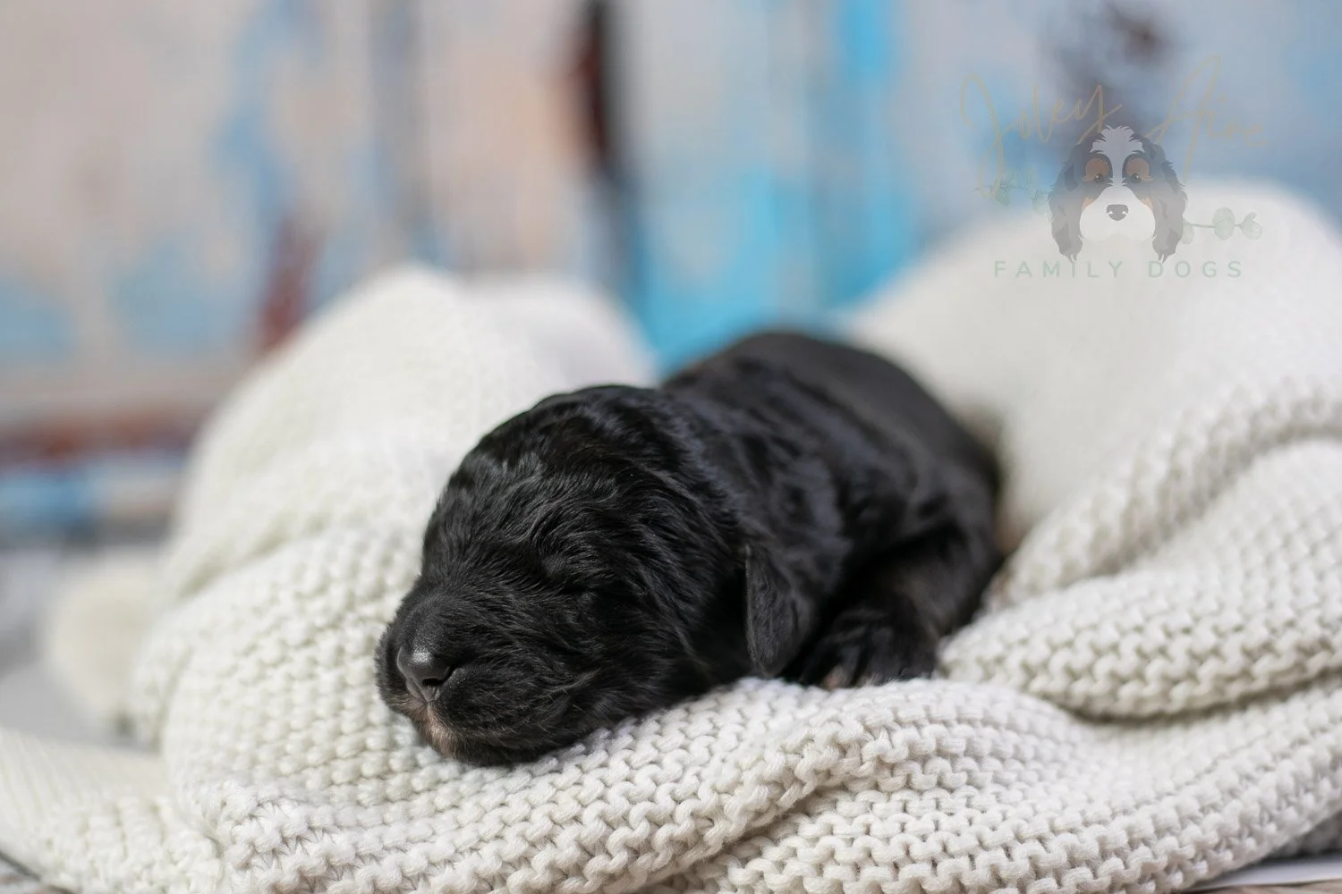 Claude Monet Bernedoodle Puppy-08.jpg