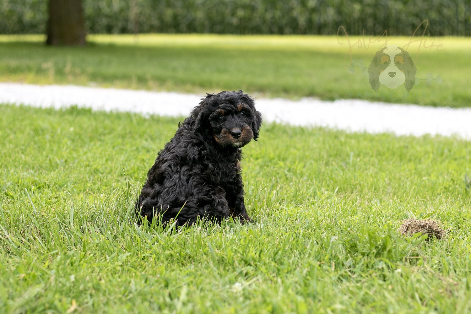 Denali Bernedoodle Puppy-88.jpg