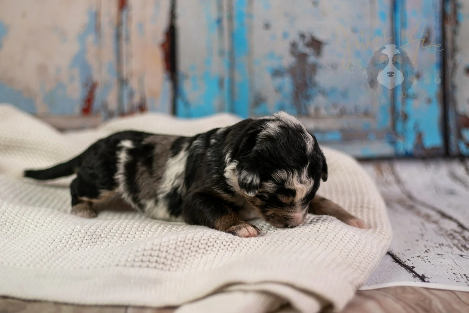 Artemisia Bernedoodle Puppy-276.jpg