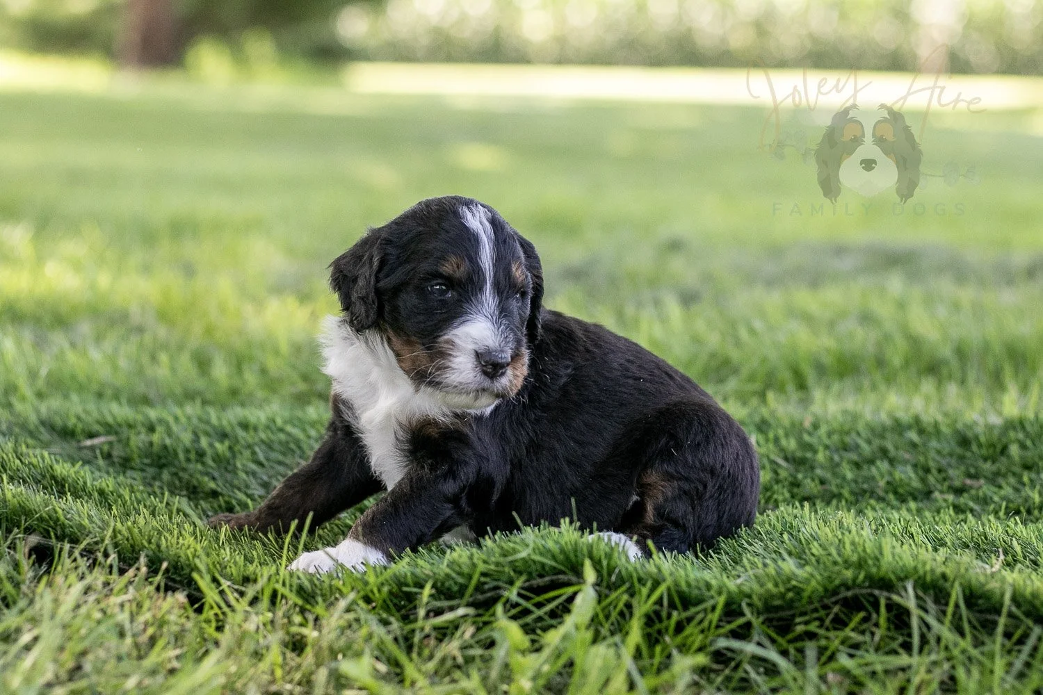 Yosemite Bernedoodle Puppy-382.jpg